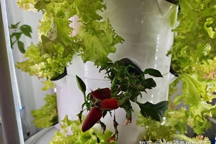那些蔬菜可以用叶面肥