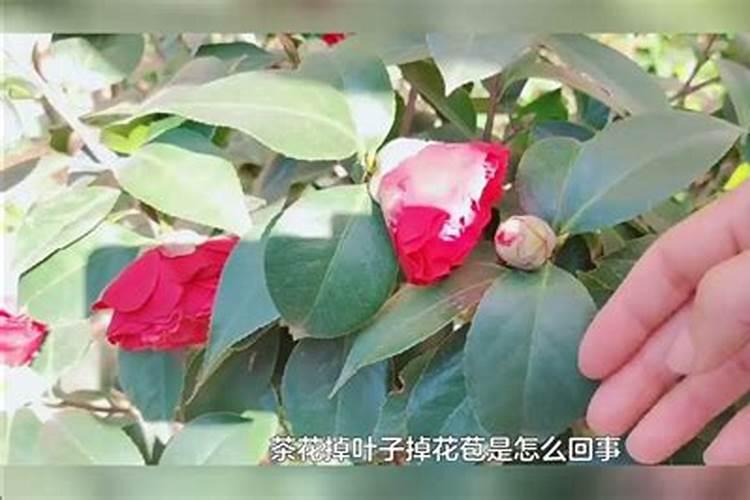 钾肥选择什么样的才能让植物长的更好？