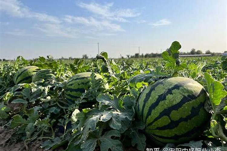 西瓜追肥用什么肥料好