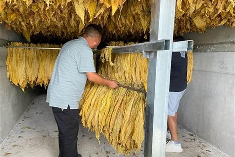 赤霉素对烟草的作用