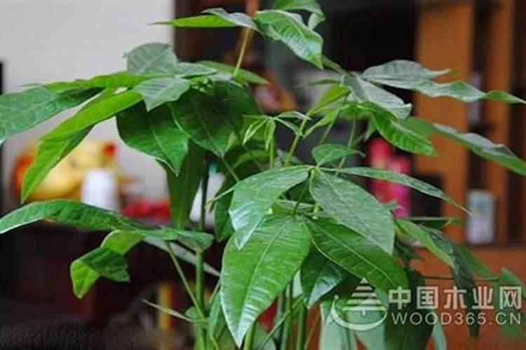 发财树怎样使用生根粉,1:600比例稀释后浇灌根部