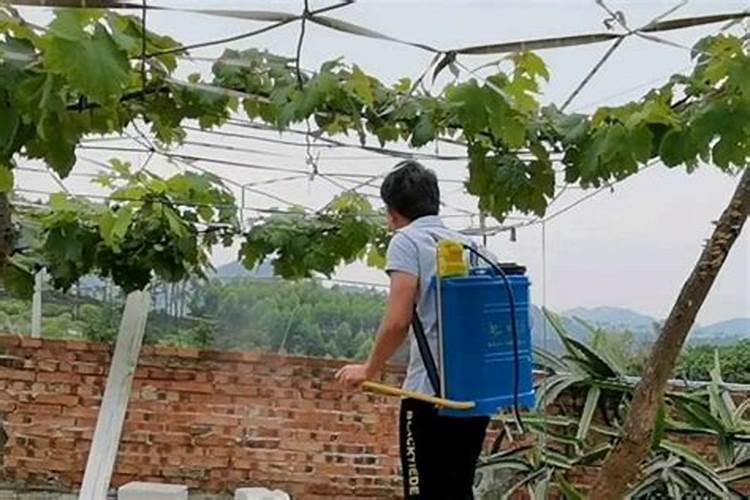 葡萄上怎么用芸苔素