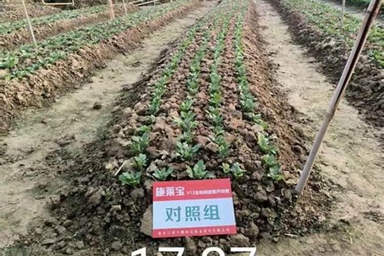 如何用花生麸沤肥