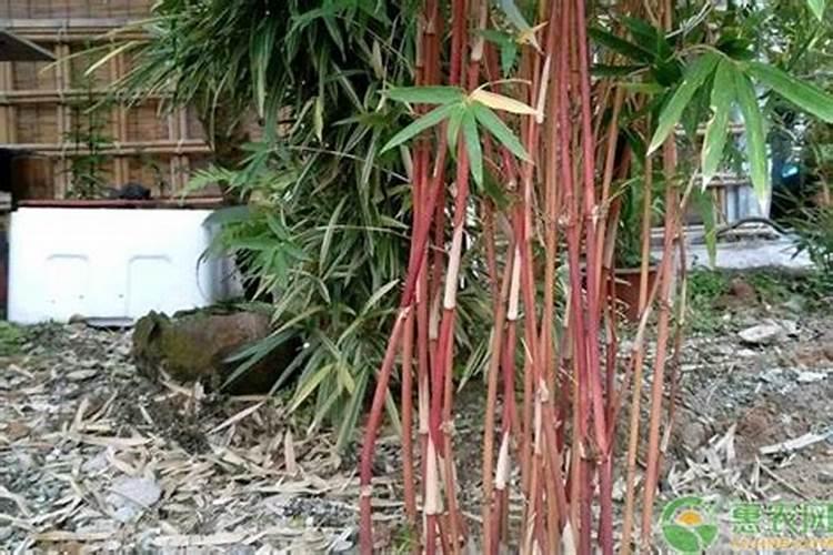 草莓施肥时间和方法