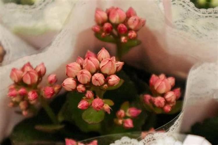 长寿花花期怎样施肥和浇水