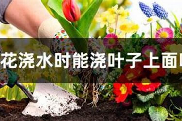 长寿花开花时能施肥吗