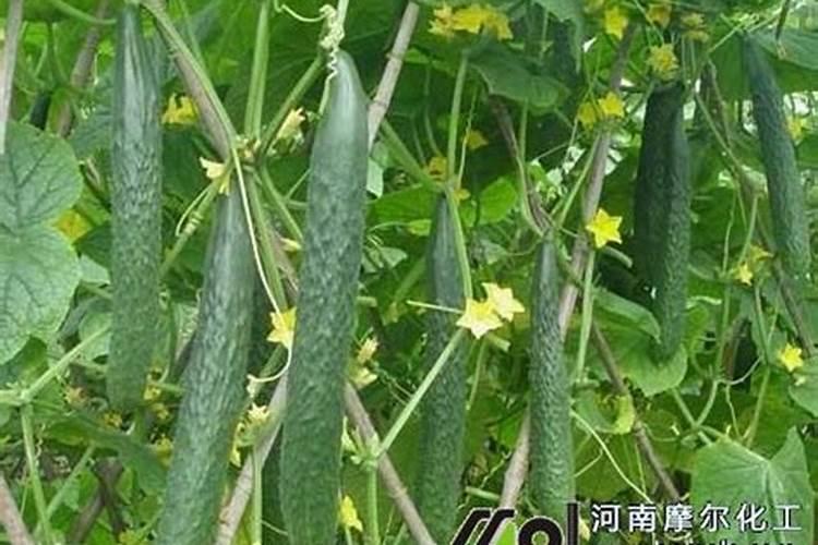 黄瓜用水溶肥有什么效果(大棚黄瓜水溶肥配方及方案)