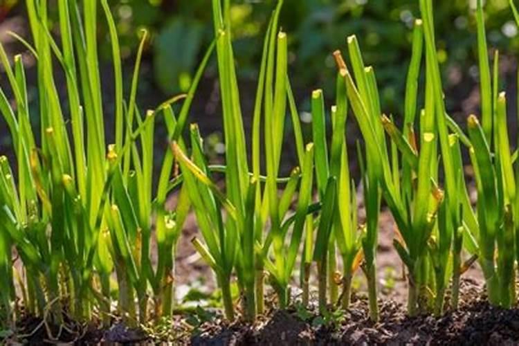 种植蔬菜时小苏打真的可以当农药使用吗？为什么？