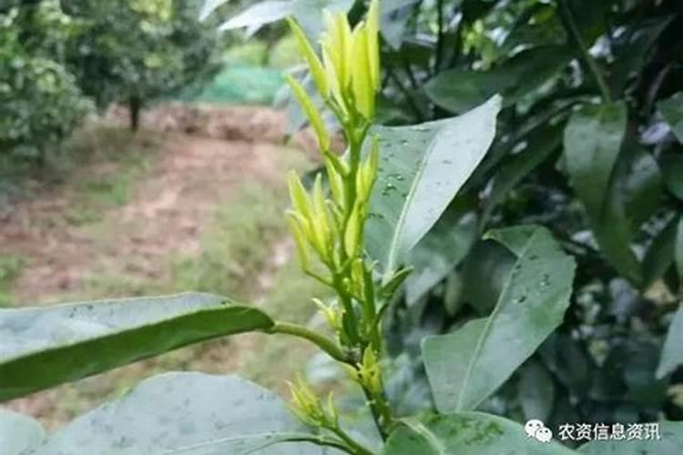 橘子树用什么肥好