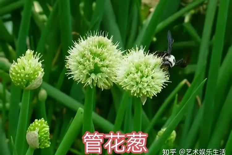 早春韭菜、大蒜、葱怎么管理？啥时候浇水？