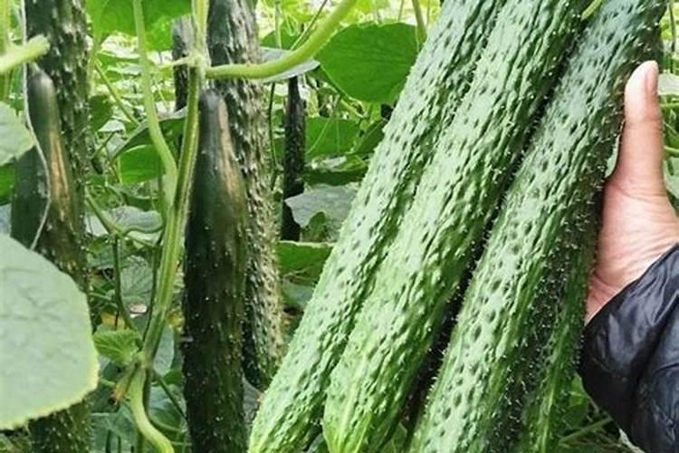 黄瓜开花结果了,这段时间怎么浇水和施肥