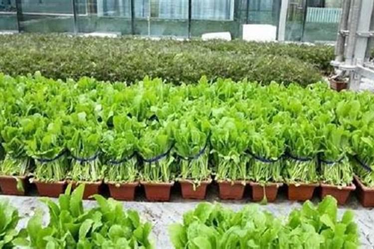 在楼顶种菜用什么土好