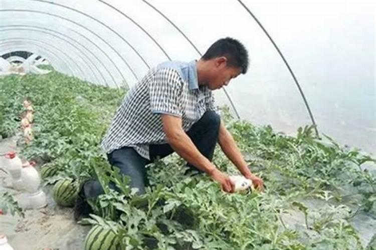 西瓜什么时候施一次肥