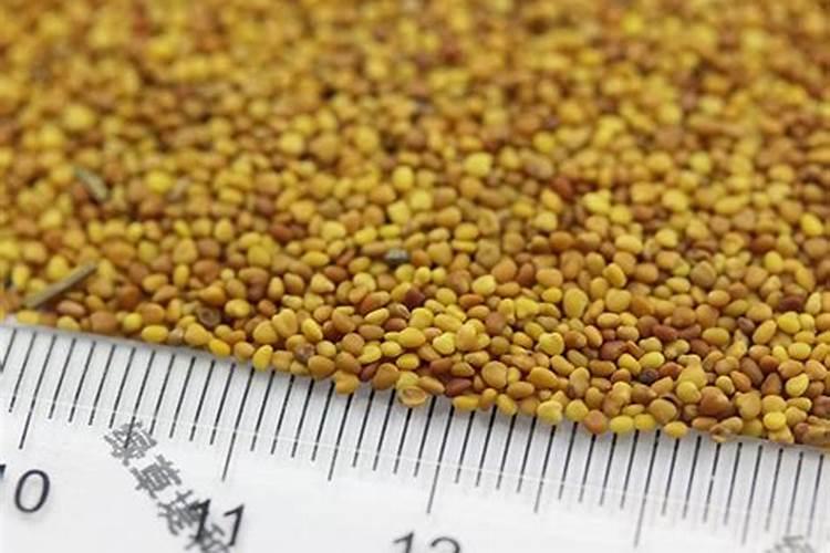 盆栽木槿花开花时能施肥吗盆栽木槿花开花时能不能施肥