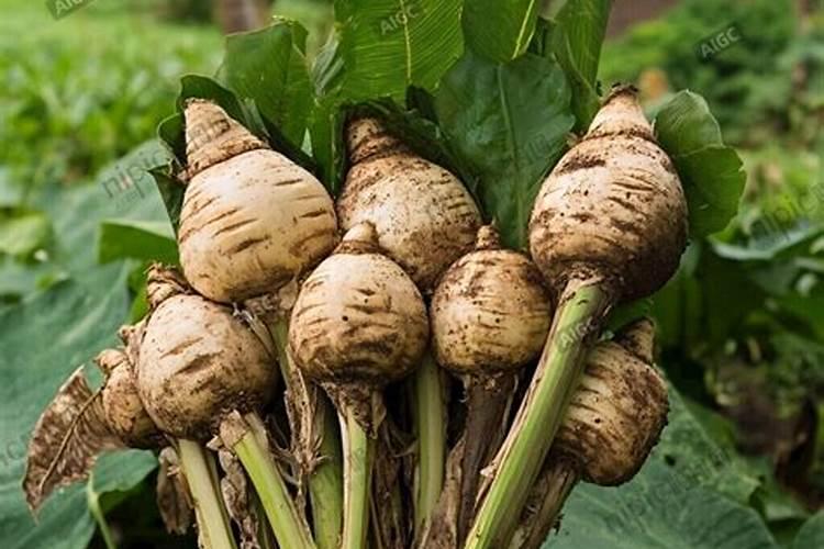 种姜种芋头用什么肥料好