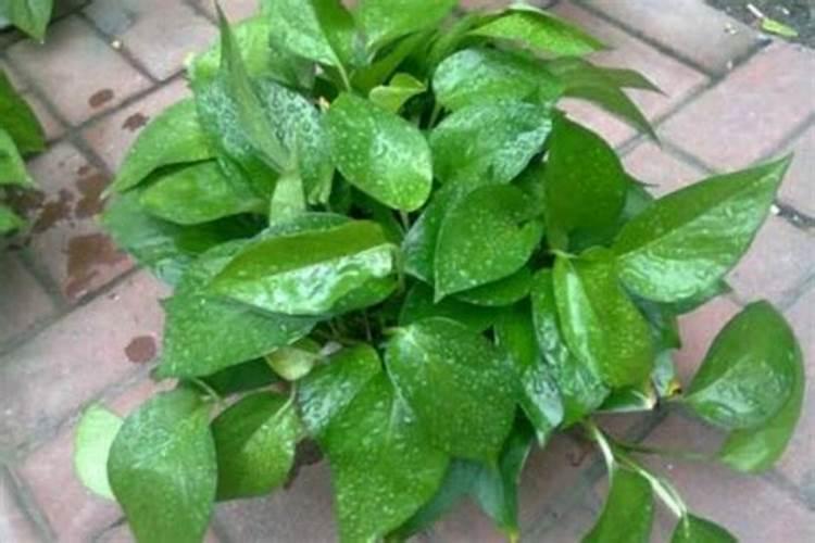 氨基酸水溶肥和甲霜锰锌混合使用吗？