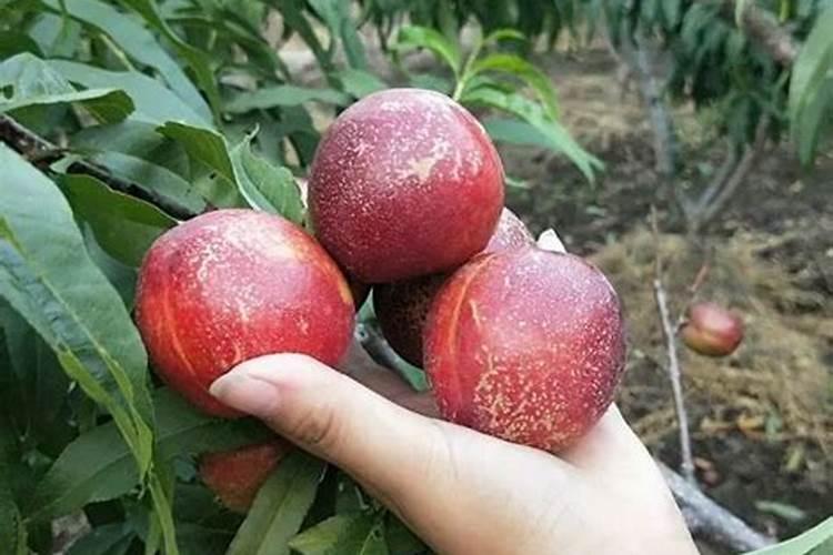 桃树膨果肥最佳时间