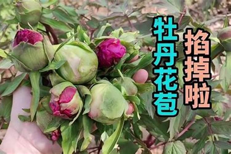 芸苔素复配复硝酚钠对缓苗有用吗