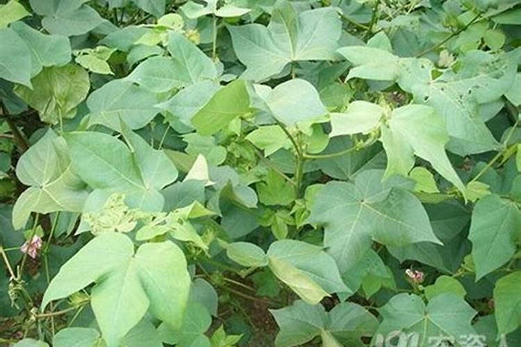 种植油菜为什么要施硼肥油菜啥时候施硼肥好
