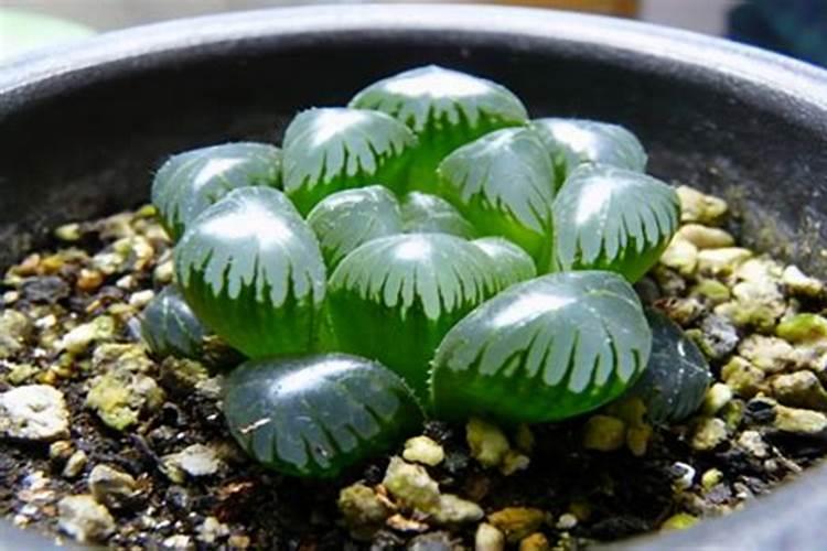 冰灯玉露怎么施肥,春秋施加稀薄液肥