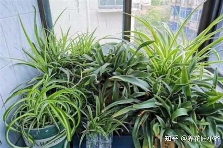 绿植施肥用什么肥料最好 给绿植施4种肥长得好