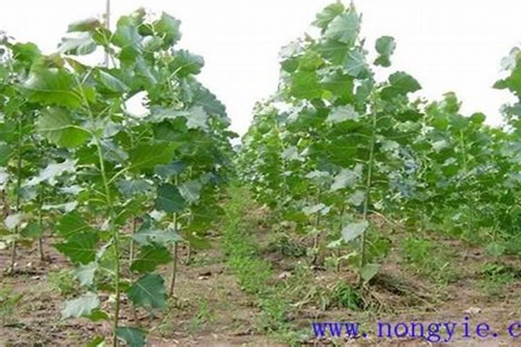 杨树什么时候施肥 杨树哪时候施肥比较好