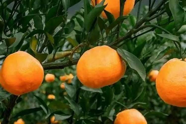柑橘用什么水溶肥产量高？柑橘膨果用什么叶面肥效果好？