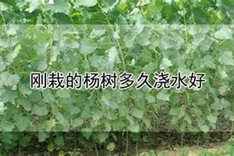 第一年栽的杨树能施肥吗