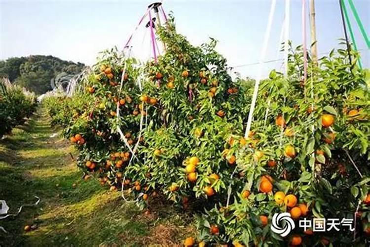 卖沃柑前几天施肥果子会不会增加重量？