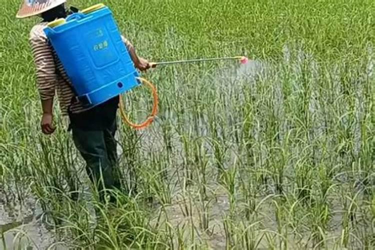 芸苔素喷后几天见效