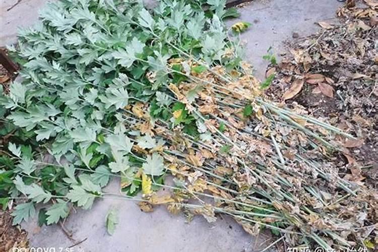 艾草怎么养长的好