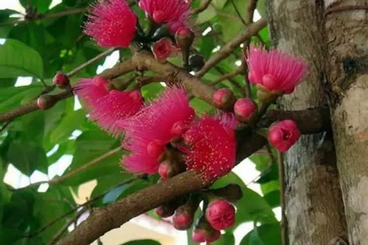 莲雾种植的基本方法是什么？