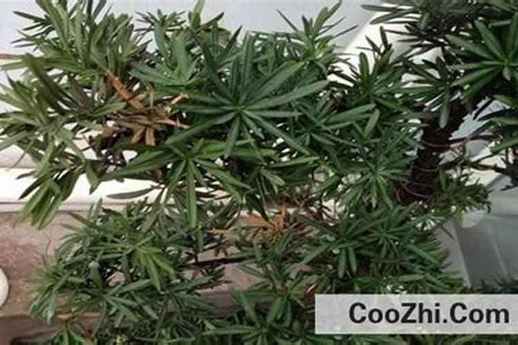 根多多生根水溶肥使用方法
