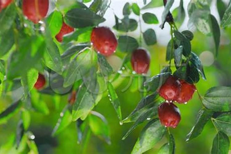 果树春季种植与施肥方法