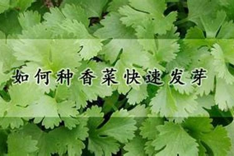 油菜施用硼肥的方法有哪些