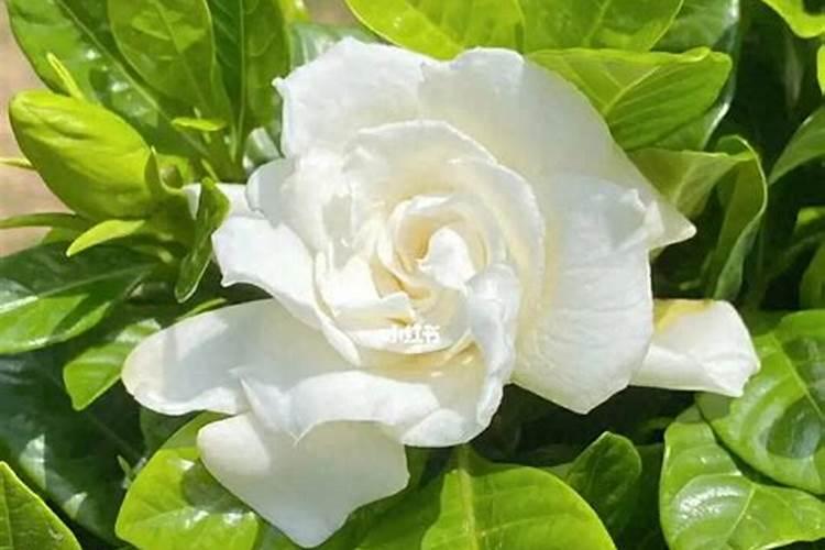 栀子花最好用的肥料是什么？