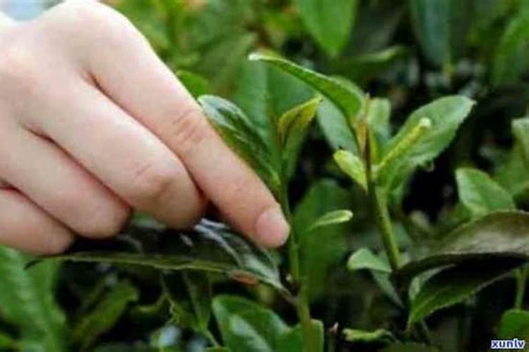 茶叶的用肥方法
