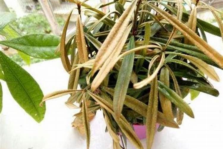 罗汉松用什么肥料最好