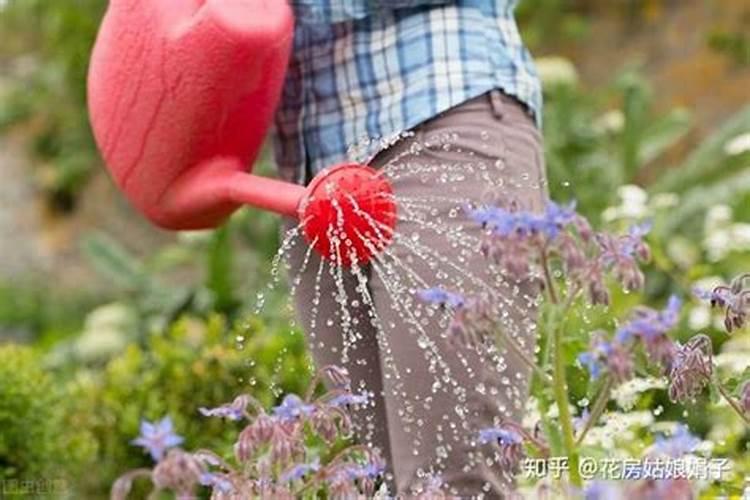 初春葡萄树发芽了需要去掉几个吗？