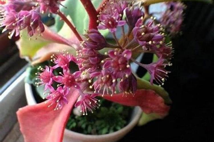 室内植物用什么肥料