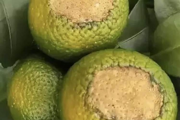 太阳果的成因