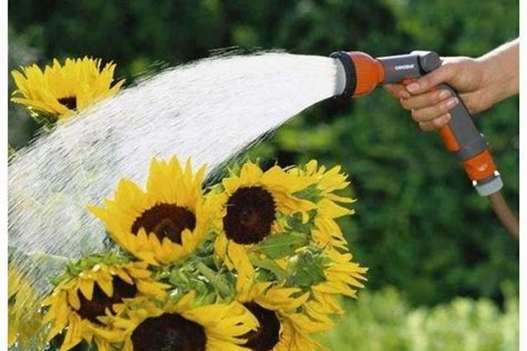 磷肥可以兑水浇花吗