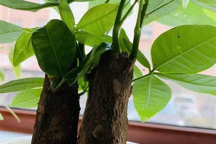 小发财树什么季节施肥最好 施肥多少合适