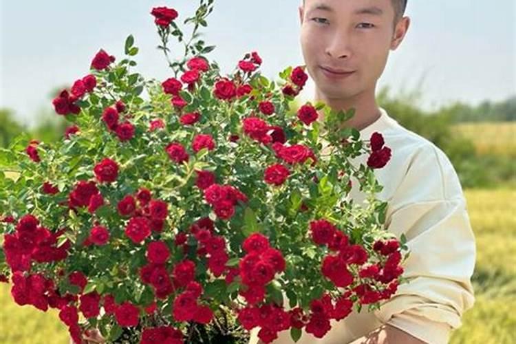 种植芦笋赚钱吗 一亩利润与经济效益怎么样