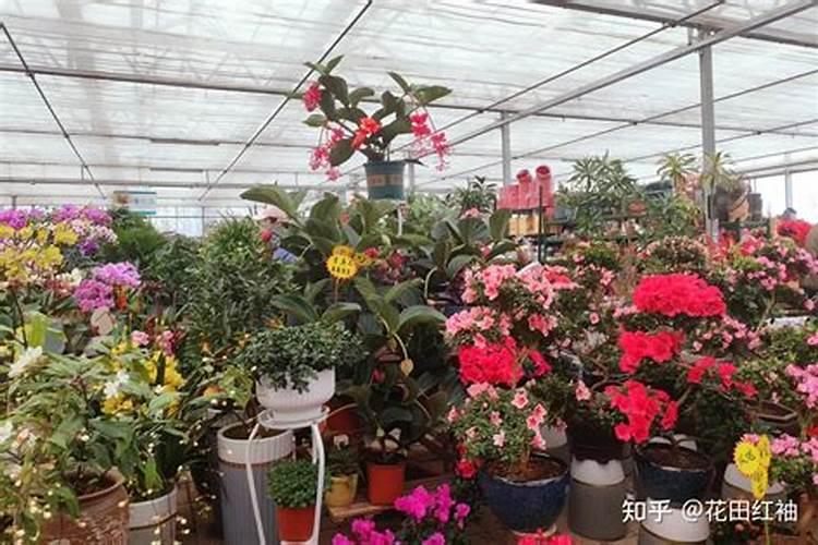 油菜盛花期能喷叶面肥吗