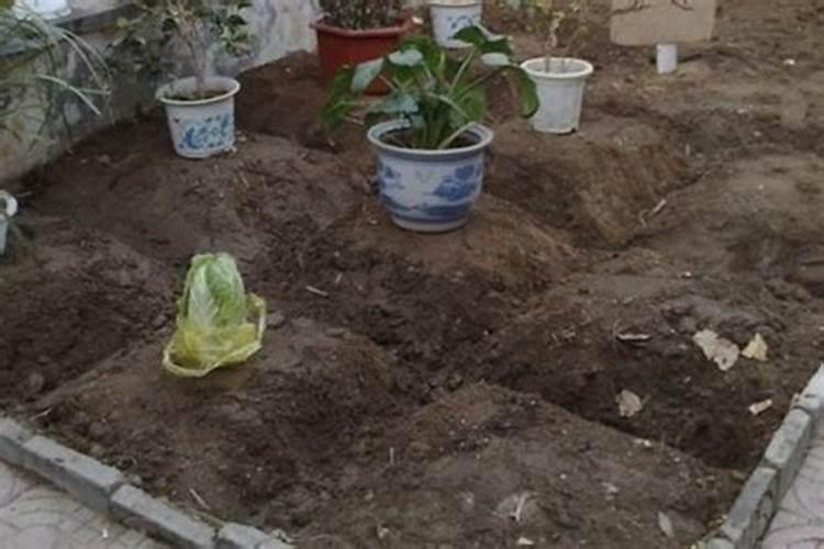 种菜施底肥的正确方法种菜如何正确施底肥