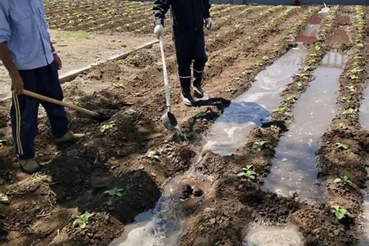 种菜前地需要怎么处理,如何施底肥
