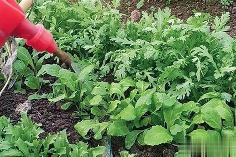 山东英芳起彩有机水溶肥效果如果何