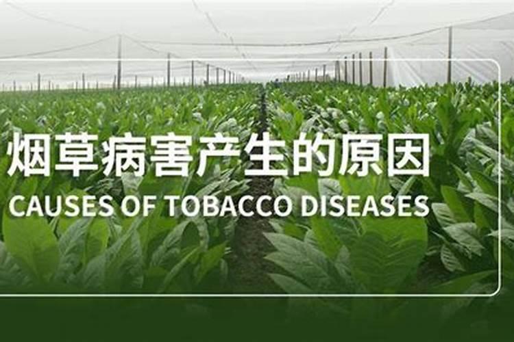 烤烟花叶病用什么药