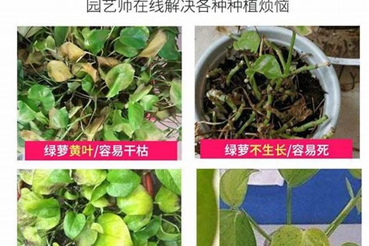 绿萝肥料放多少